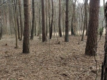 Działania w ramach czynnej ochrony pełnika europejskiego w PPK., 